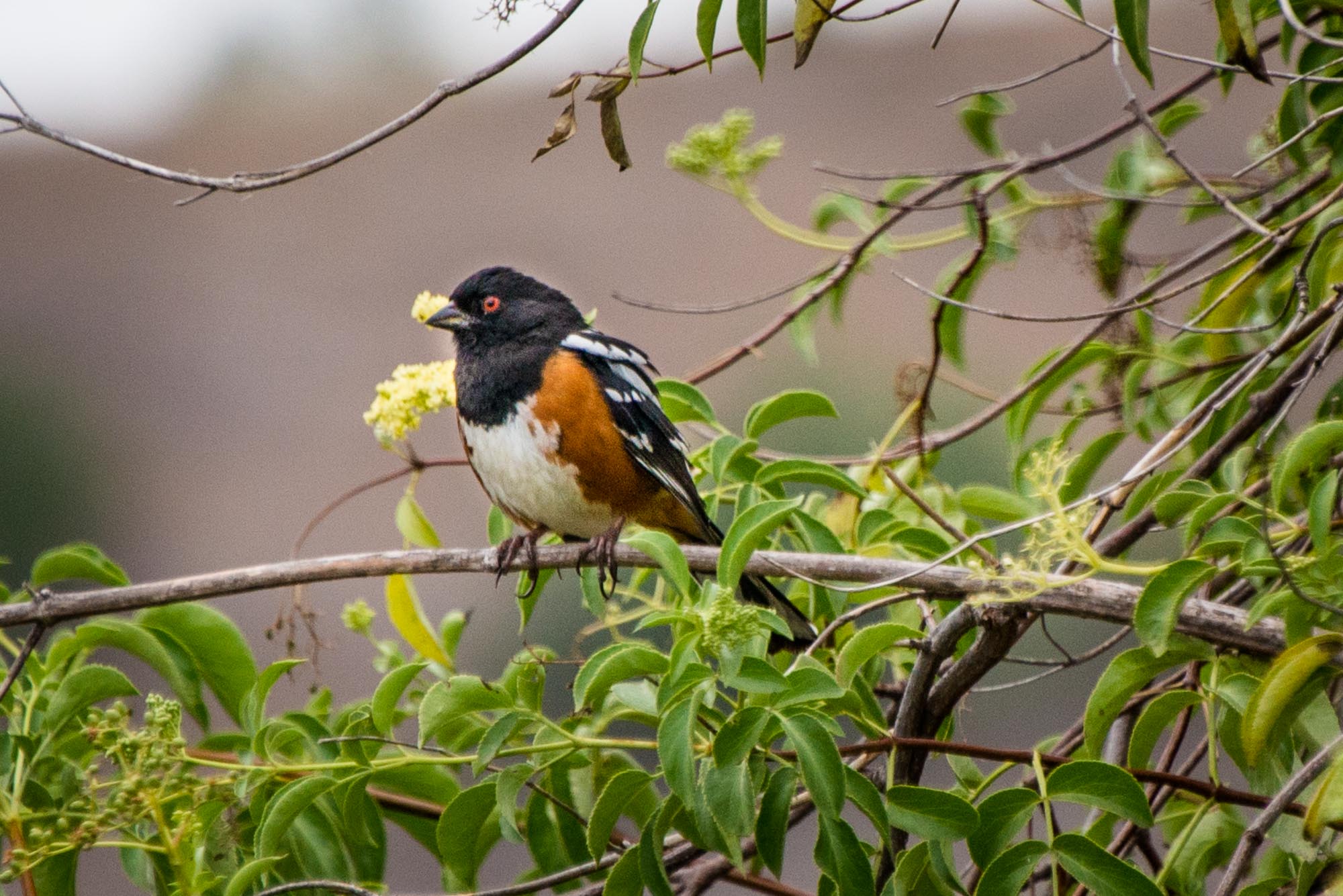 Spotted Towhee, male, in Diamond Bar